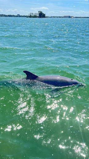 Beautiful Dolphins in St. Pete/Clearwater Beach