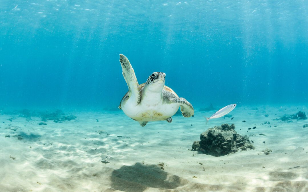 The Ultimate Guide to Marine Life Tours in Clearwater Beach