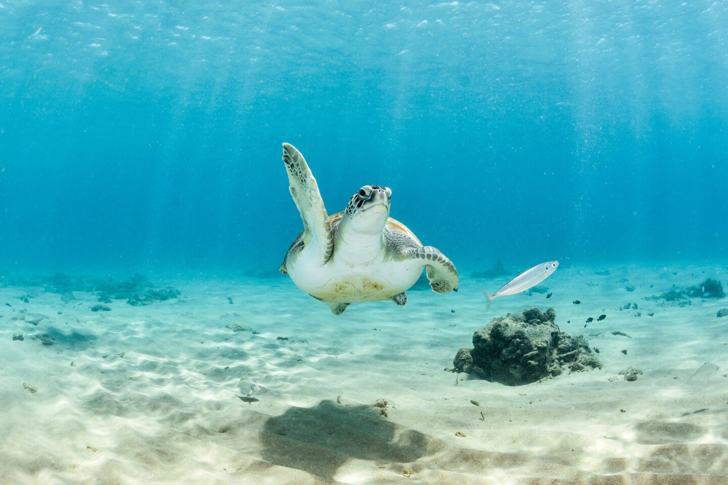 sea turtle in the waters of clearwater beach