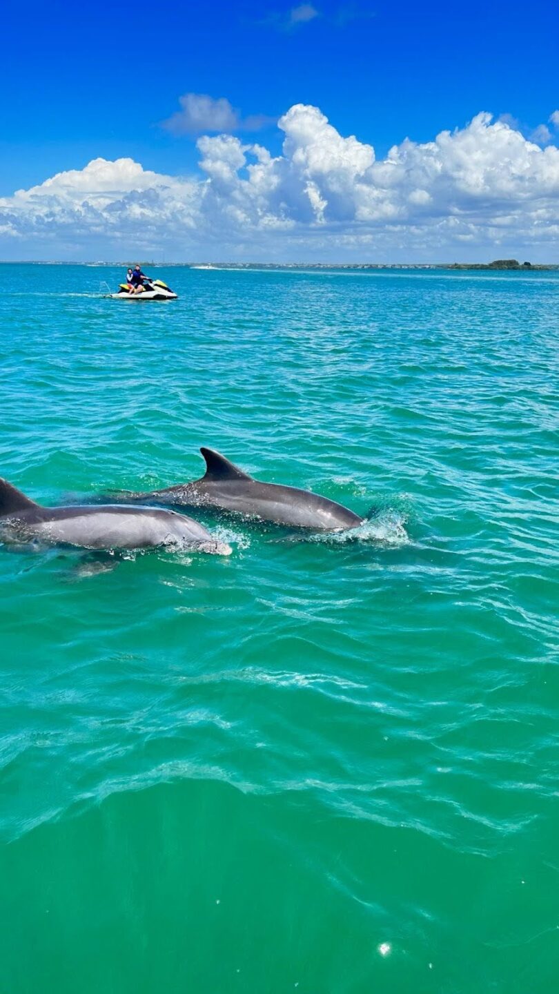 Dolphins swimming in the clear blue ocean