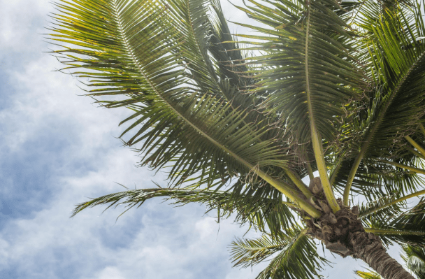 Palms on Anna Maria